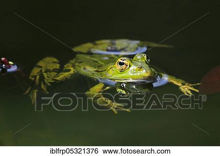 Stock Photograph - Green frog ( Rana esculenta), Water frog, Seleger Moor, Switzerland, Europe. Fotosearch