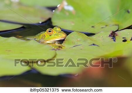 Green frog ( Rana esculenta), Water frog, Seleger Moor, Switzerland, Europe View Large Photo Image Stock Photography - Green frog ( Rana esculenta), Water frog, Seleger Moor, Switzerland, Europe. Fotosearch