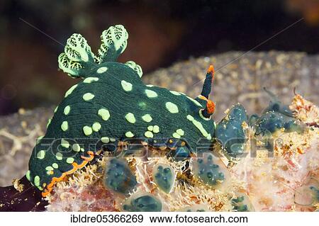 Stock Photo - Green neon star snail (Nembrotha kubaryana), Florida Islands, Solomon Islands, Oceania. Fotosearch
