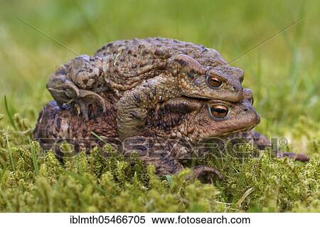 Green toad, common toad (Bufo bufo) Pair in amplexus walking across meadow to breeding pond in spring View Large Photo Image Stock Photography - Green toad, common toad (Bufo bufo) Pair in amplexus walking across meadow to breeding pond in spring. Fotosearch