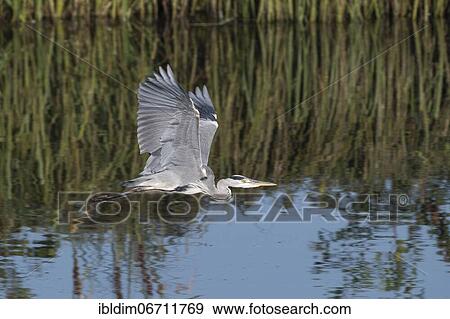 Stock Photo - Grey heron (Ardea cinerea) flying over the lake, Brandenburg, Germany, Europe. Fotosearch