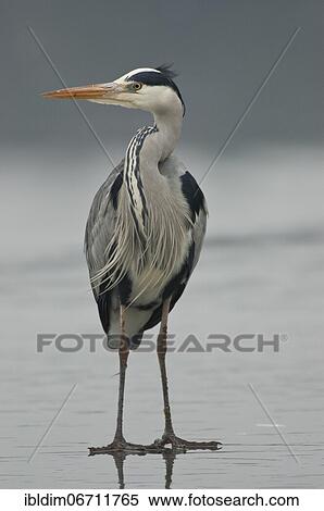 Grey heron (Ardea cinerea) on the ice of a frozen lake, Brandenburg, Germany, Europe View Large Photo Image Stock Photography - Grey heron (Ardea cinerea) on the ice of a frozen lake, Brandenburg, Germany, Europe. Fotosearch
