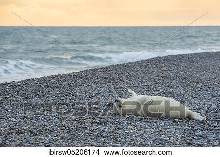 Picture - Grey Seal (Halichoerus grypus), Heligoland, Schleswig-Holstein, Germany, Europe. Fotosearch