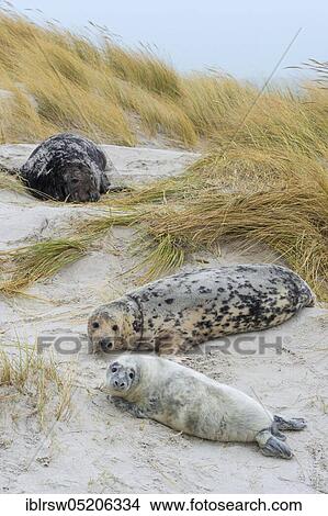 Grey Seal (Halichoerus grypus), Heligoland, Schleswig-Holstein, Germany, Europe View Large Photo Image Picture - Grey Seal (Halichoerus grypus), Heligoland, Schleswig-Holstein, Germany, Europe. Fotosearch