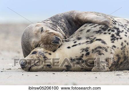 Grey Seal (Halichoerus grypus), Heligoland, Schleswig-Holstein, Germany, Europe View Large Photo Image Stock Image - Grey Seal (Halichoerus grypus), Heligoland, Schleswig-Holstein, Germany, Europe. Fotosearch