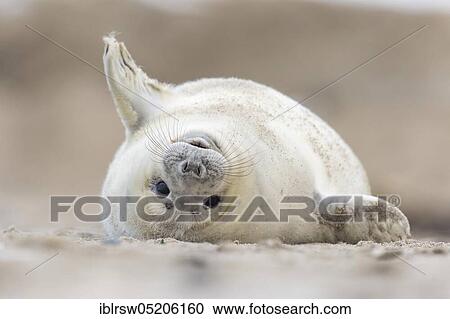 Grey Seal (Halichoerus grypus), Heligoland, Schleswig-Holstein, Germany, Europe View Large Photo Image Stock Image - Grey Seal (Halichoerus grypus), Heligoland, Schleswig-Holstein, Germany, Europe. Fotosearch