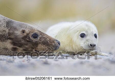 Grey Seal (Halichoerus grypus), Heligoland, Schleswig-Holstein, Germany, Europe View Large Photo Image Stock Image - Grey Seal (Halichoerus grypus), Heligoland, Schleswig-Holstein, Germany, Europe. Fotosearch