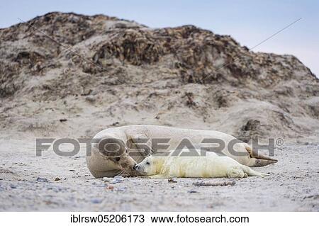 Stock Image - Grey Seal (Halichoerus grypus), Heligoland, Schleswig-Holstein, Germany, Europe. Fotosearch