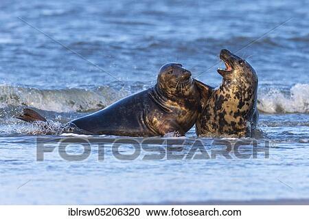 Grey Seal (Halichoerus grypus), Heligoland, Schleswig-Holstein, Germany, Europe View Large Photo Image Stock Image - Grey Seal (Halichoerus grypus), Heligoland, Schleswig-Holstein, Germany, Europe. Fotosearch