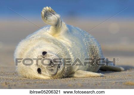 Grey Seal (Halichoerus grypus), Heligoland, Schleswig-Holstein, Germany, Europe View Large Photo Image Stock Image - Grey Seal (Halichoerus grypus), Heligoland, Schleswig-Holstein, Germany, Europe. Fotosearch