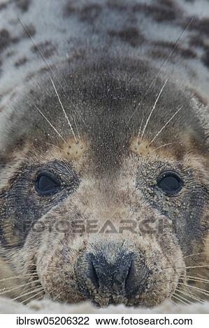 Grey Seal (Halichoerus grypus), Heligoland, Schleswig-Holstein, Germany, Europe View Large Photo Image Stock Image - Grey Seal (Halichoerus grypus), Heligoland, Schleswig-Holstein, Germany, Europe. Fotosearch