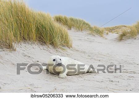 Grey Seal (Halichoerus grypus), Heligoland, Schleswig-Holstein, Germany, Europe View Large Photo Image Stock Image - Grey Seal (Halichoerus grypus), Heligoland, Schleswig-Holstein, Germany, Europe. Fotosearch