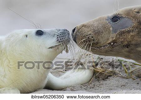 Grey Seal (Halichoerus grypus), Heligoland, Schleswig-Holstein, Germany, Europe View Large Photo Image Stock Image - Grey Seal (Halichoerus grypus), Heligoland, Schleswig-Holstein, Germany, Europe. Fotosearch