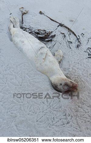 Stock Image - Grey Seal (Halichoerus grypus), Heligoland, Schleswig-Holstein, Germany, Europe. Fotosearch