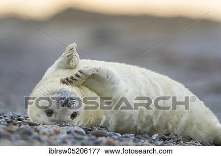 Stock Photo - Grey Seal (Halichoerus grypus), Heligoland, Schleswig-Holstein, Germany, Europe. Fotosearch