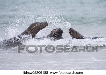 Stock Photo - Grey Seal (Halichoerus grypus), Heligoland, Schleswig-Holstein, Germany, Europe. Fotosearch