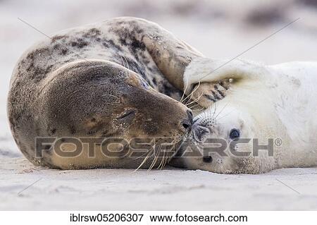 Grey Seal (Halichoerus grypus), Heligoland, Schleswig-Holstein, Germany, Europe View Large Photo Image Stock Photo - Grey Seal (Halichoerus grypus), Heligoland, Schleswig-Holstein, Germany, Europe. Fotosearch