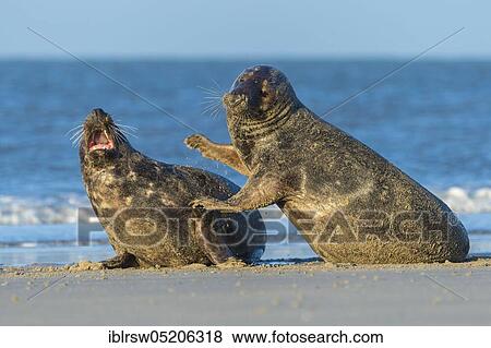 Stock Photo - Grey Seal (Halichoerus grypus), Heligoland, Schleswig-Holstein, Germany, Europe. Fotosearch