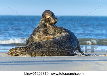 Grey Seal (Halichoerus grypus), Heligoland, Schleswig-Holstein, Germany, Europe View Large Photo Image Stock Photo - Grey Seal (Halichoerus grypus), Heligoland, Schleswig-Holstein, Germany, Europe. Fotosearch