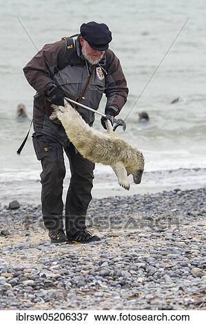 Grey Seal (Halichoerus grypus), Heligoland, Schleswig-Holstein, Germany, Europe View Large Photo Image Stock Photo - Grey Seal (Halichoerus grypus), Heligoland, Schleswig-Holstein, Germany, Europe. Fotosearch