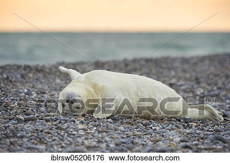 Grey Seal (Halichoerus grypus), Heligoland, Schleswig-Holstein, Germany, Europe View Large Photo Image Stock Photograph - Grey Seal (Halichoerus grypus), Heligoland, Schleswig-Holstein, Germany, Europe. Fotosearch