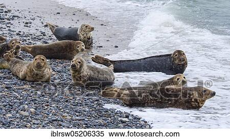 Grey Seal (Halichoerus grypus), Heligoland, Schleswig-Holstein, Germany, Europe View Large Photo Image Stock Photography - Grey Seal (Halichoerus grypus), Heligoland, Schleswig-Holstein, Germany, Europe. Fotosearch
