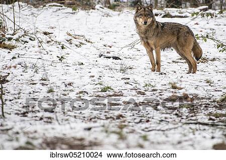 Picture - Grey Wolf (Canis lupus). Fotosearch