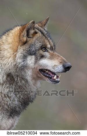Grey Wolf (Canis lupus) View Large Photo Image Picture - Grey Wolf (Canis lupus). Fotosearch