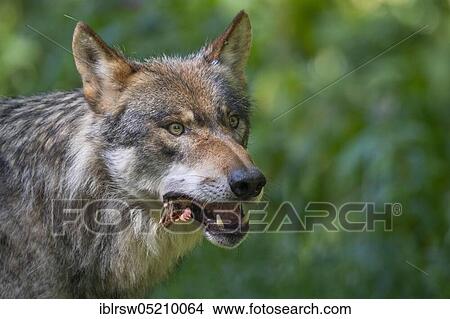 Grey Wolf (Canis lupus) View Large Photo Image Picture - Grey Wolf (Canis lupus). Fotosearch