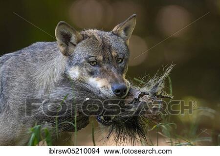 Grey Wolf (Canis lupus) View Large Photo Image Picture - Grey Wolf (Canis lupus). Fotosearch