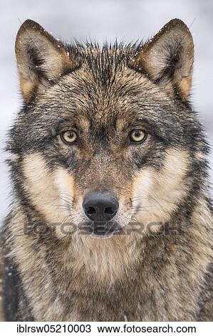Grey Wolf (Canis lupus) View Large Photo Image Stock Image - Grey Wolf (Canis lupus). Fotosearch