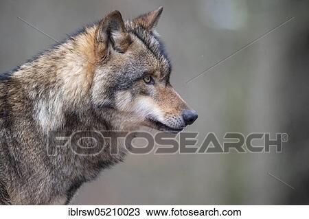 Grey Wolf (Canis lupus) View Large Photo Image Stock Image - Grey Wolf (Canis lupus). Fotosearch