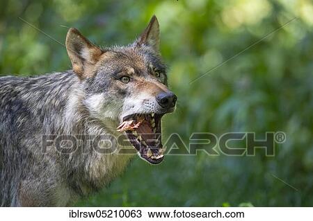 Grey Wolf (Canis lupus) View Large Photo Image Stock Image - Grey Wolf (Canis lupus). Fotosearch