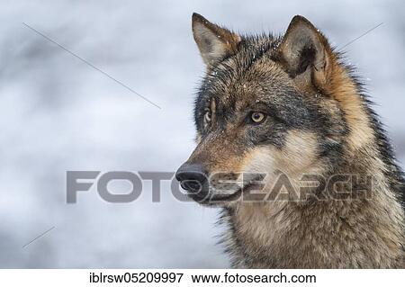 Grey Wolf (Canis lupus) View Large Photo Image Stock Photo - Grey Wolf (Canis lupus). Fotosearch