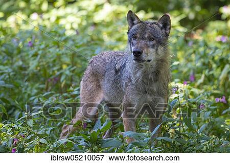 Grey Wolf (Canis lupus) View Large Photo Image Stock Photo - Grey Wolf (Canis lupus). Fotosearch