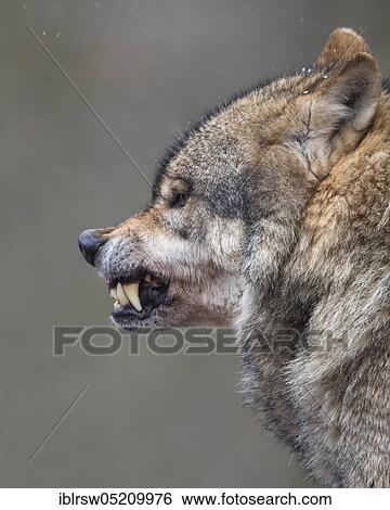 Grey Wolf (Canis lupus) View Large Photo Image Stock Photograph - Grey Wolf (Canis lupus). Fotosearch