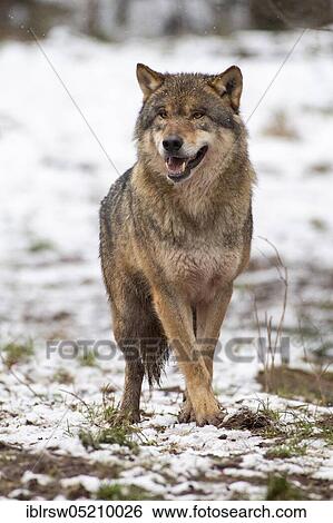 Stock Photograph - Grey Wolf (Canis lupus). Fotosearch
