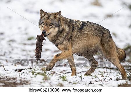 Grey Wolf (Canis lupus) View Large Photo Image Stock Photograph - Grey Wolf (Canis lupus). Fotosearch
