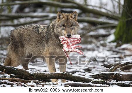 Grey Wolf (Canis lupus) View Large Photo Image Stock Photography - Grey Wolf (Canis lupus). Fotosearch