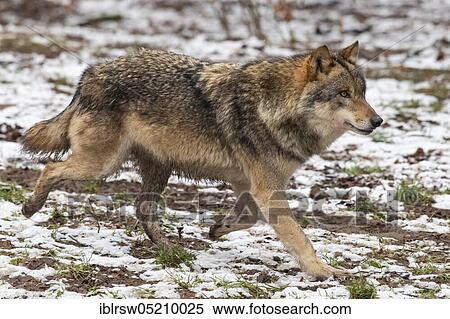 Stock Photography - Grey Wolf (Canis lupus). Fotosearch