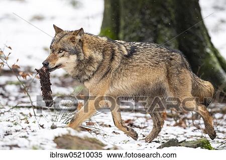 Stock Photography - Grey Wolf (Canis lupus). Fotosearch