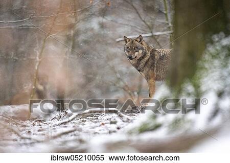 Grey Wolf (Canis lupus) View Large Photo Image Stock Photography - Grey Wolf (Canis lupus). Fotosearch