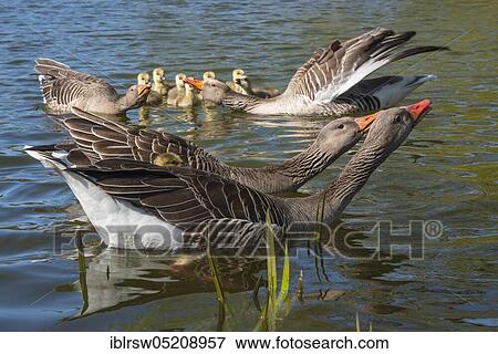 Greylag geese (Anser anser), Couples and goslings, Lower Saxony, Germany, Europe View Large Photo Image Stock Photo - Greylag geese (Anser anser), Couples and goslings, Lower Saxony, Germany, Europe. Fotosearch