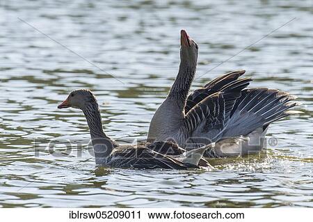Stock Image - Greylag geese (Anser anser) Lower Saxony, Germany, Europe. Fotosearch