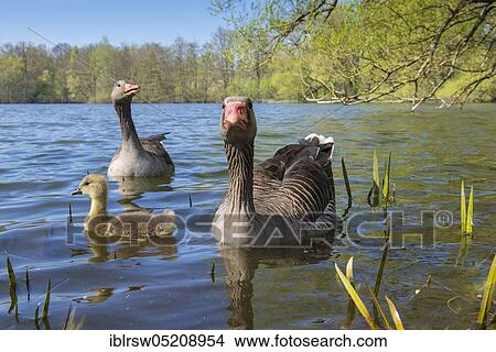 Picture - Greylag geese (Anser anser), Paar and Gössel, Lower Saxony, Germany, Europe. Fotosearch