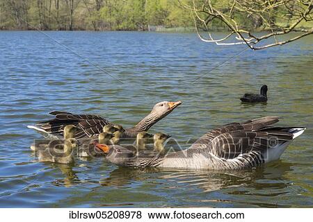 Greylag geese (Anser anser), Paar and Gössel, Lower Saxony, Germany, Europe View Large Photo Image Stock Photo - Greylag geese (Anser anser), Paar and Gössel, Lower Saxony, Germany, Europe. Fotosearch