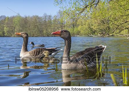 Greylag geese (Anser anser), Paar and Gössel, Lower Saxony, Germany, Europe View Large Photo Image Stock Photograph - Greylag geese (Anser anser), Paar and Gössel, Lower Saxony, Germany, Europe. Fotosearch