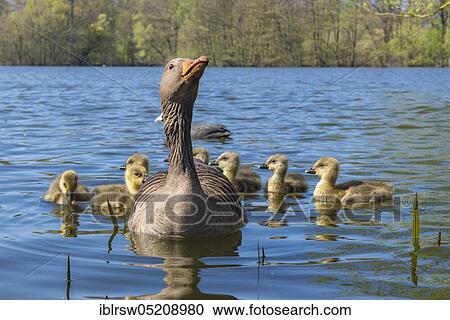 Stock Image - Greylag goose (Anser anser) and Gössel, Lower Saxony, Germany, Europe. Fotosearch
