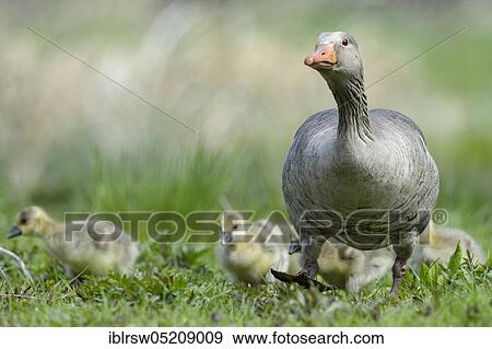 Greylag goose (Anser anser) and Gössel, Lower Saxony, Germany, Europe View Large Photo Image Stock Photo - Greylag goose (Anser anser) and Gössel, Lower Saxony, Germany, Europe. Fotosearch