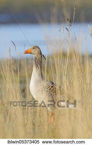 Stock Photography - Greylag goose (Anser anser), Gander, Island of Texel, Netherlands. Fotosearch